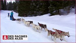 Escapade jurassienne avec des chiens d'attelage