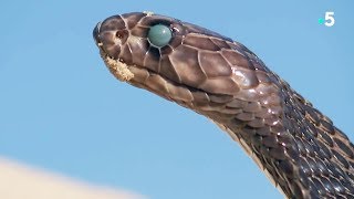 Documentaire Fascinant : un serpent mue en direct