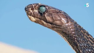Fascinant : un serpent mue en direct