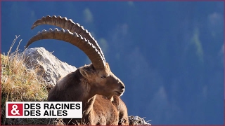 Documentaire Faune alpine : au plus près des bouquetins et des lagopèdes !