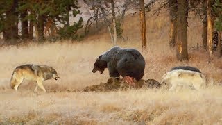 Documentaire Grizzlys contre loups, ça tourne bien