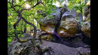 Documentaire Île-de-France – La forêt de Fontainebleau