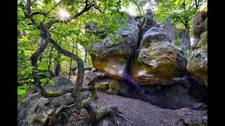 Île-de-France - La forêt de Fontainebleau
