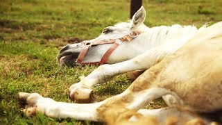 Ils recueillent les chevaux maltraités