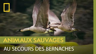 Documentaire Immersion dans un centre de réhabilitation pour oiseaux