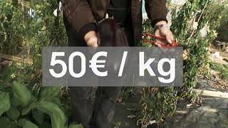 Je veux un potager XXL