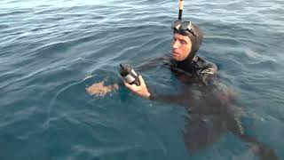 J'étudie les requins pour comprendre leurs attaques