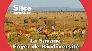 Documentaire L’équilibre complexe de la savane africaine