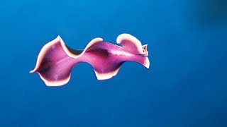 Documentaire La limace de mer fait du sale mamene