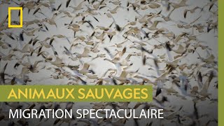 La migration impressionnante des oies des neiges