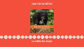 La vallée des singes