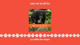 Documentaire La vallée des singes