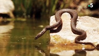 L'accouplement des serpents, tellement glamour