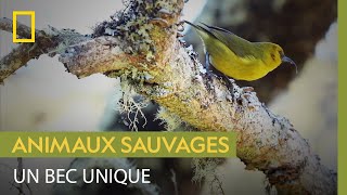 Lʻakiapōlāʻau, un oiseau extrêmement rare au bec unique