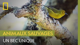 Documentaire Lʻakiapōlāʻau, un oiseau extrêmement rare au bec unique