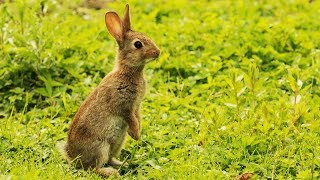 Lapins & lapereaux