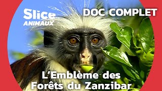 Le Colobe Roux de Zanzibar : porte-drapeau de la conservation de l'île