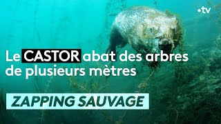 Le castor abat des arbres de plusieurs mètres