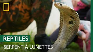 Documentaire Le cobra indien, un « serpent à lunettes » parmi les plus dangereux d’Inde
