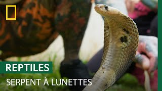 Le cobra indien, un "serpent à lunettes" parmi les plus dangereux d'Inde