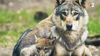 Documentaire Le loup est un père exemplaire