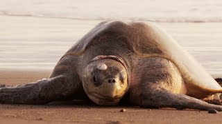 Documentaire Le mystère des tortues marines