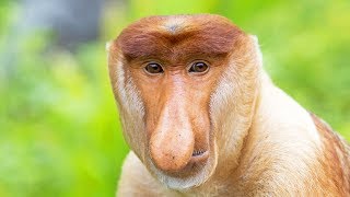 Le nasique, ce singe moche