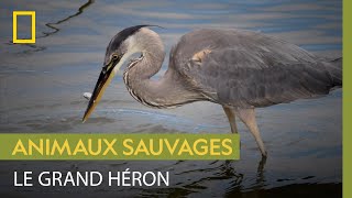 Le petit coin de paradis des grands hérons au milieu du désert
