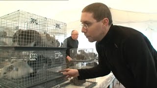 Documentaire Le plus grand concours de chinchillas d’Europe