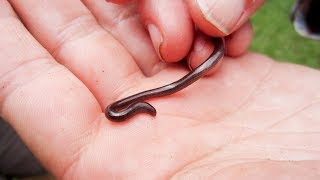 Le plus petit serpent du monde