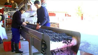 Le prestigieux vignoble de la Rioja