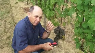Documentaire Le raisin de Moissac, le plus sucré au monde