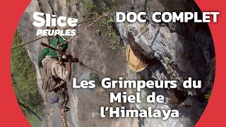 Documentaire Le trésor des abeilles géantes de l’Himalaya