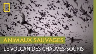 Documentaire Le volcan des chauves-souris, un spectacle aussi magnifique que terrifiant