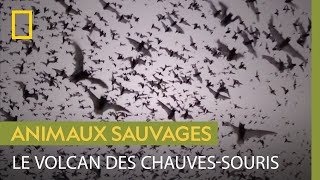 Le volcan des chauves-souris, un spectacle aussi magnifique que terrifiant