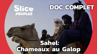 Les courses de Chameaux chez les Nomades du Niger