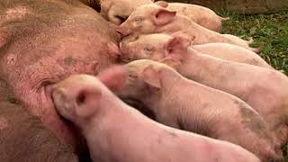 Documentaire Les fermes d’autrefois – le cochon