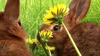 Documentaire Les fermes d’autrefois – le lapin