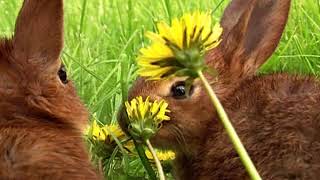 Les fermes d'autrefois - le lapin