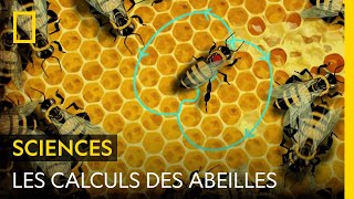 Documentaire Les moyens de communication impressionnants des abeilles