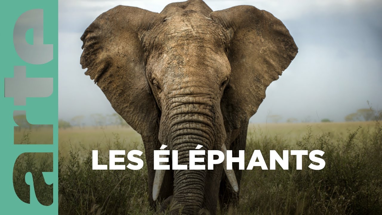 Documentaire Les superpouvoirs des animaux | Les éléphants