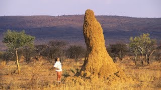 Documentaire Les termites charbonnent comme jamais