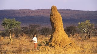 Les termites charbonnent comme jamais