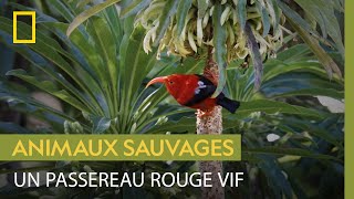 L'iiwi, magnifique passereau indigène nectarivore