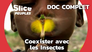 Documentaire L’impressionnante Symbiose du peuple Mofu avec les Insectes 