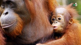 Documentaire L’orang-outan, notre cousin si proche