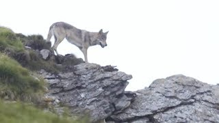Loup VS vaches