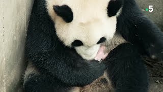 Naissance de bébé panda en direct