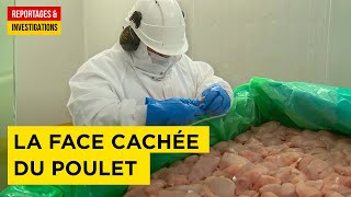 Documentaire Nuggets de poulet : la vérité qui dérange