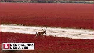 Documentaire Parc National de Doñana : un havre sauvage en Andalousie
